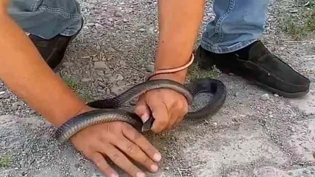 Eve giren yılanı yakalamak isterken parmağını kaptırdı
