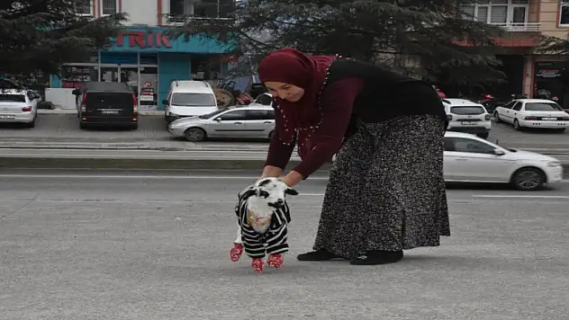 Evinde biberonla beslediği kuzuyla mahallede de geziyor