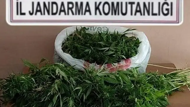 Evinde uyuşturucu serası oluşturan kişi tutuklandı