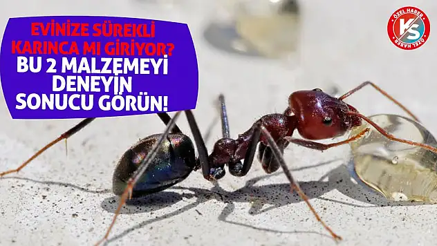 Evinize sürekli karınca mı giriyor? Bu iki malzemeyi deneyin ve sonucu görün!