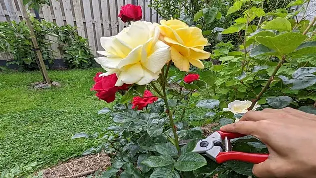 Evinizi gül bahçesine çevirecek teknik! Gül açmıyorsa işte bilmeniz gerekenler