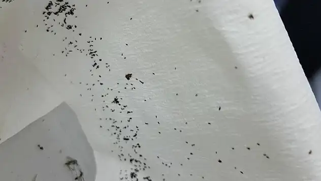 Evinizi sivrisineklerden uzak tutacak 3 karışım! Sivrisinekler evinize asla yaklaşmıyor