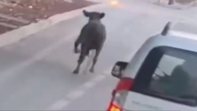 Firari dana trafikte araçlarla birlikte seyretti