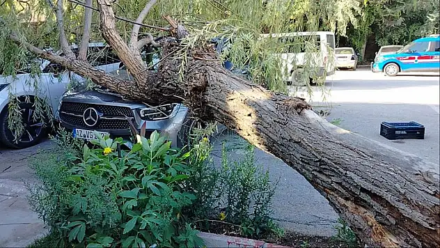 Araçların üzerine ağaç devrildi