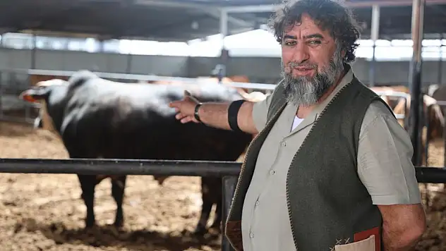 Fiyatı lüks otomobillerle yarışıyor! 1 tonluk dev boğa rekor fiyata satıldı!
