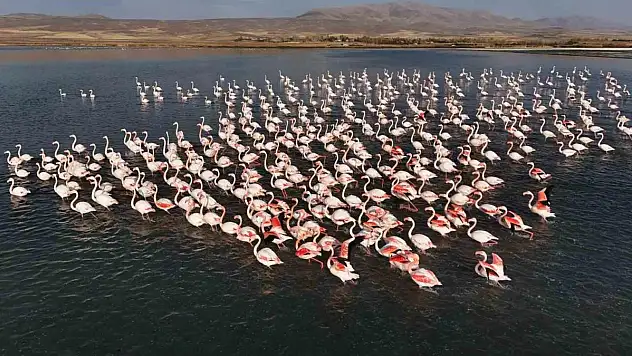 Flamingolar, Erçek Gölü'ndeki konaklama süresini uzattı