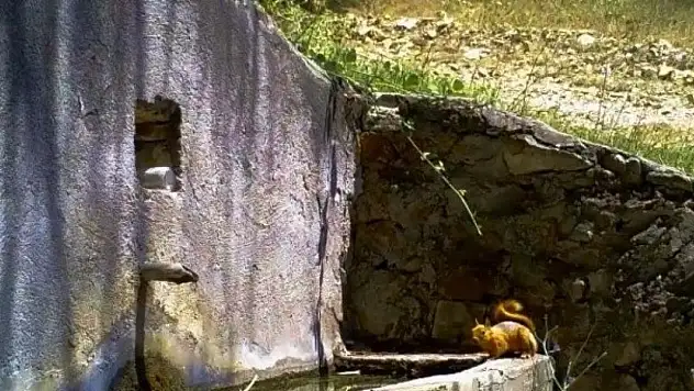 Fotokapana yakalanan minik canlılar gülümsetti