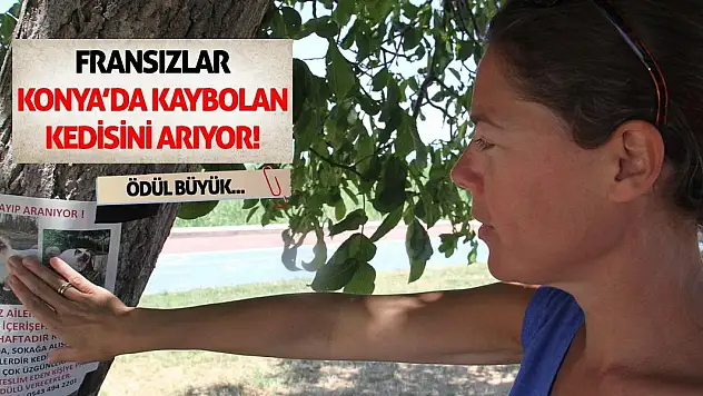 Fransızlar Konya'da Kaybolan Kedisini Arıyor! Ödül Büyük...