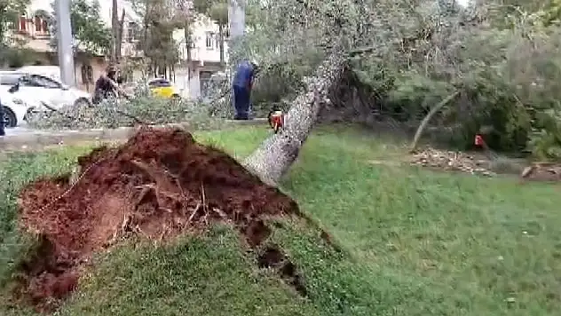 Gaziantep'te şiddetli rüzgar çatıları uçurdu, ağaçları kökünden söktü