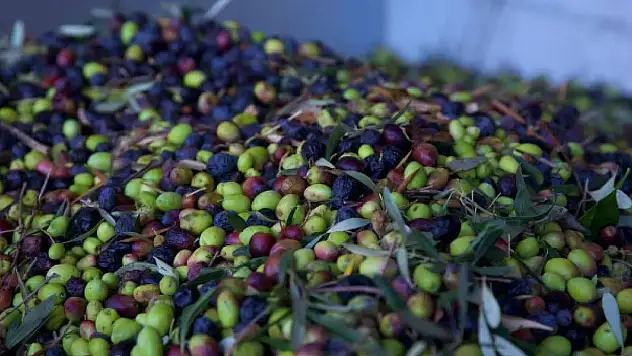 Geçen yıl 60 milyon dolarlık zeytin ihraç edildi