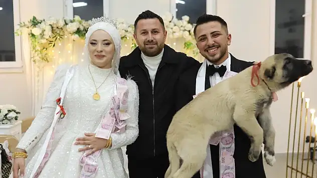 Gelin ve Damada Şaşırtan Hediye: Altın Yok, Köpek Var!