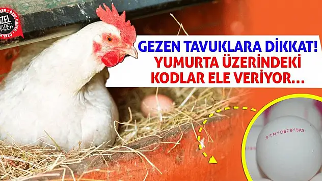Gezen Tavuklara Dikkat! Yumurta Üzerindeki Kodlar Ele Veriyor…