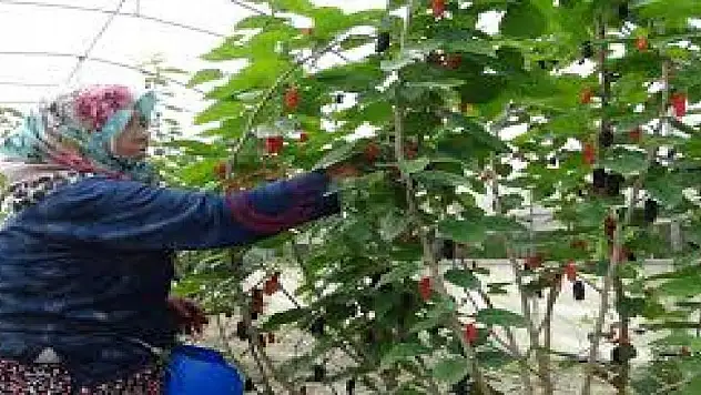 Giresun'da hasadı yapıldı. Kilosu 2000 liradan satılıyor. Üretenler servet kazanıyor