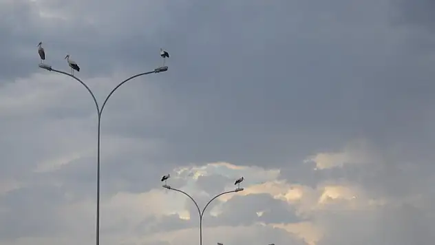 Göç yolculuğundaki leylekler, Konya'da mola verdi!
