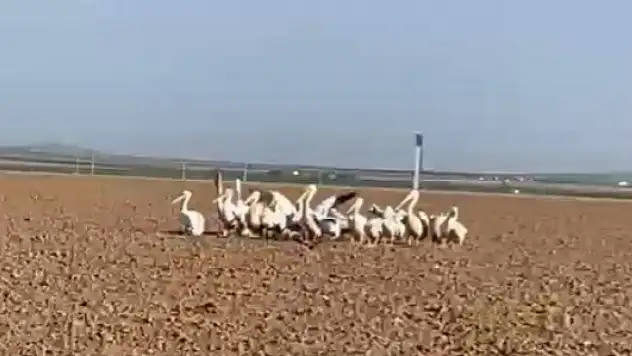 Göç yolundaki pelikanlar Konya'da mola verdi