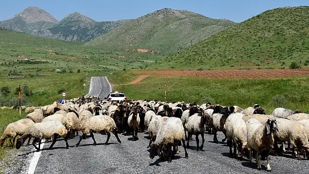 Göçerler yaylaların yolunu tutuyor