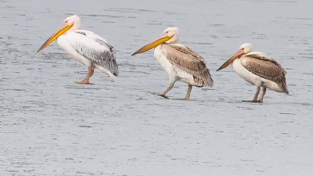 Göl dondu, pelikanlar gitmedi: Beyşehir'de görülmemiş manzara!