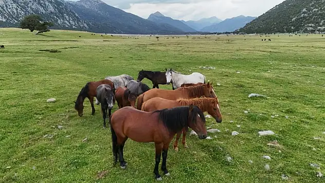 Görenleri kendine hayran bıraktı! Yılkı atları Konya sınırında yavrularıyla görüntülendi