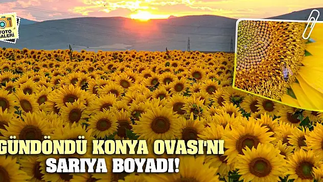 Gündöndü Konya Ovası'nı Sarıya Boyadı!