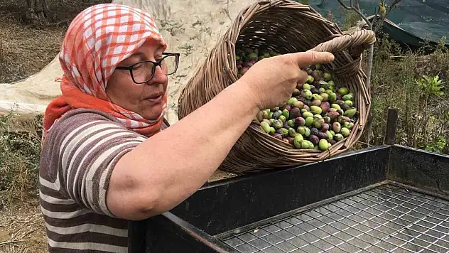 Günlük 3 bin liraya çalışacak zeytin işçisi bulunamıyor