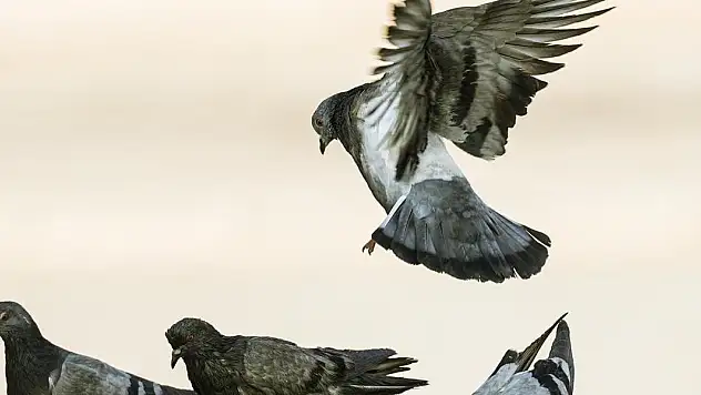 Güvercin beslemek yasaklandı!