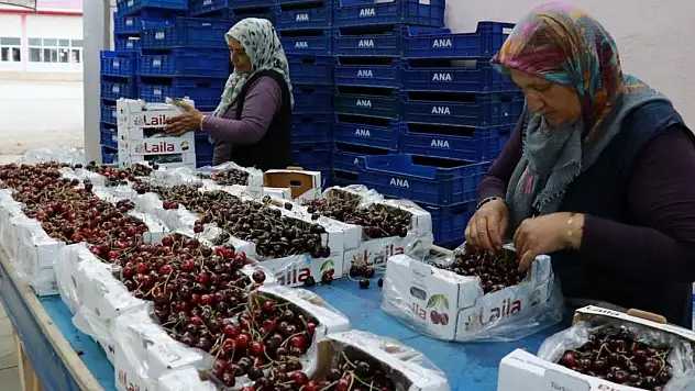 Hadim kirazında zirai don ihracatı durdurdu