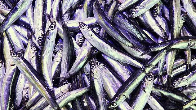 Hamsi 20 ülkede alıcı buldu