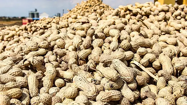 Hasadı devam ediyor!  Kilosu 50 TL'ye düştü