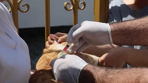 Hatay'da 4 mahallede kuduz karantinası