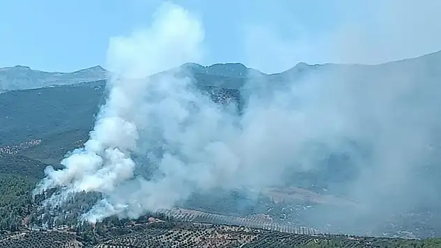 Hatay'da orman yangını