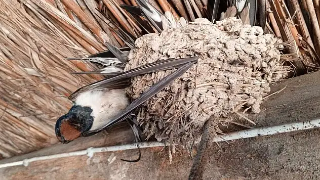 Hava sıcaklıkları düştü, kuşlar donarak öldü
