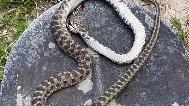 Havalar ısındı, yılanlar evlere girmeye başladı
