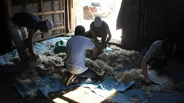 Havaların ısınmasıyla koyun kırkma mesaisi başladı