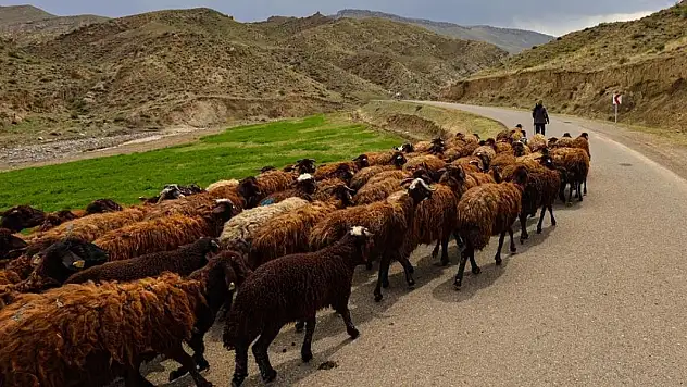 Hayvan otlatırken üzerlerine yıldırım düşen baba-oğul öldü