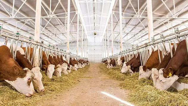 Hayvancılıkta Eski Hükümler Kalktı! Tarım Bakanlığı'ndan Düzenleme