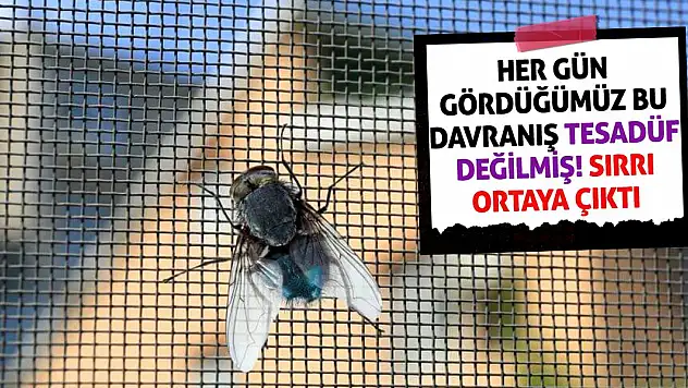 Her Gün Gördüğümüz Bu Davranış Tesadüf Değilmiş! Sırrı Ortaya Çıktı