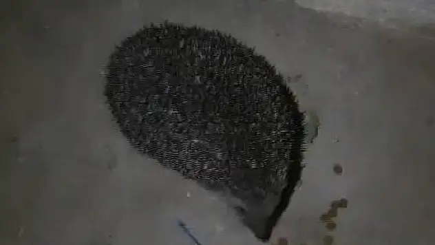 Her gün yanına gelen kirpiyi elleri ile besliyor