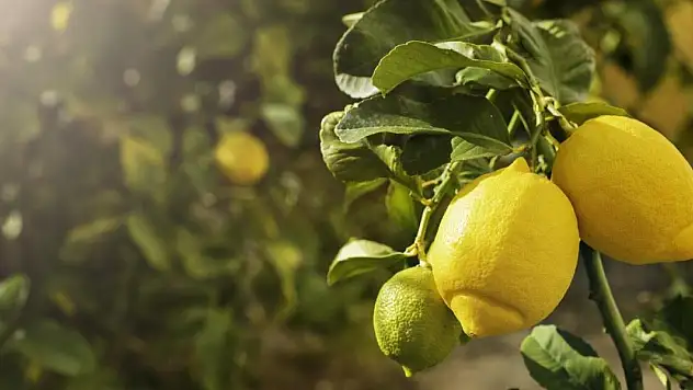 Herkesin yaptığı hata! Limonlu suyun faydasını sıfırlıyor!