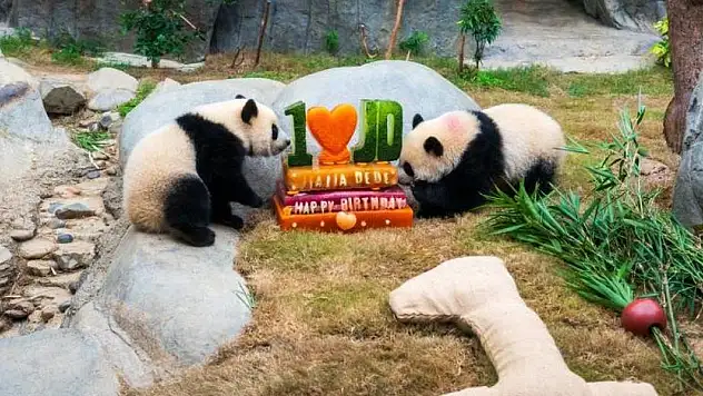 Hong Kong'da ikiz pandaların doğum günü kutlandı