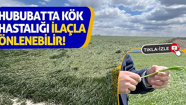 Hububatta kök hastalığı ilaçla önlenebilir!