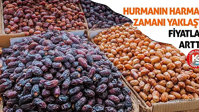 Hurmanın Harman Zamanı Yaklaştı Fiyatlar Arttı!