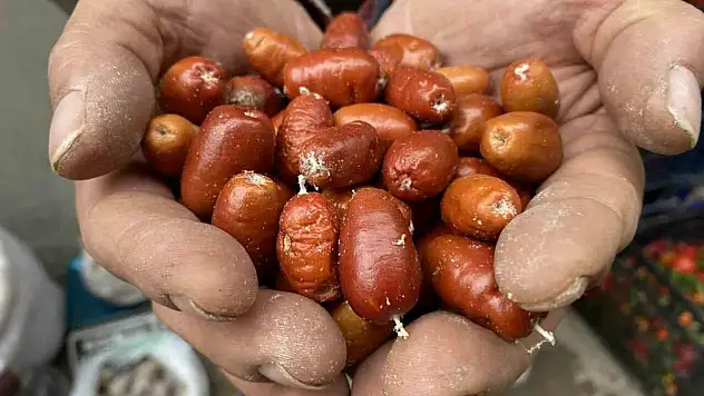 İğde ağaçlarının sayısı her geçen gün azalıyor