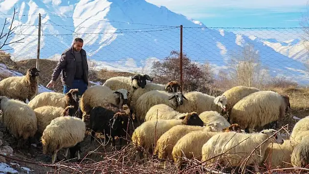 İkinci dönem hayvancılık destekleme başvuruları yarın başlıyor