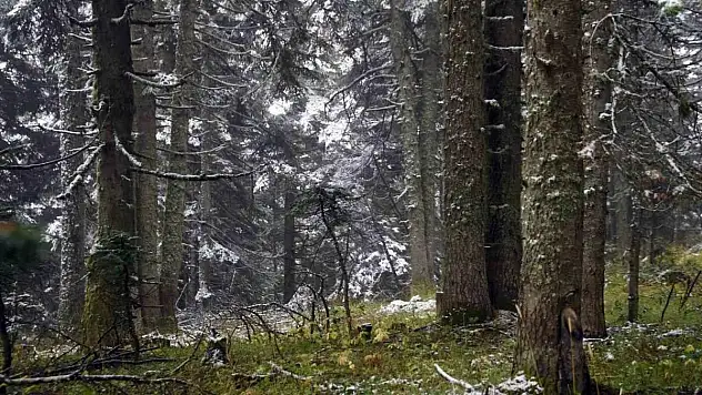 Ilgaz Dağı'nda kar yağışı etkili oldu