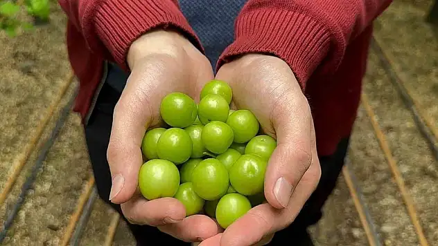 İlk erik hasadı yapıldı, kilosu dudak uçuklattı