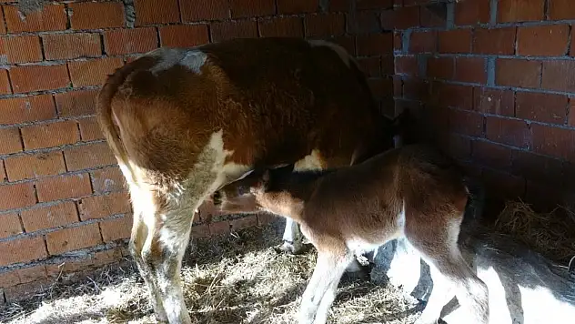 İnek, annesi ölen tayı emziriyor