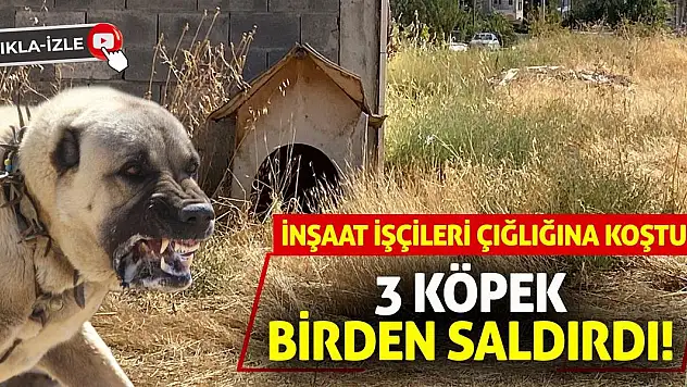 İnşaat İşçileri Çığlığına Koştu! 3 Köpek Birden Saldırdı!