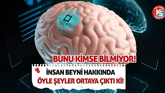 İnsan beyni hakkında öyle şeyler ortaya çıktı ki! Bunu kimse bilmiyor