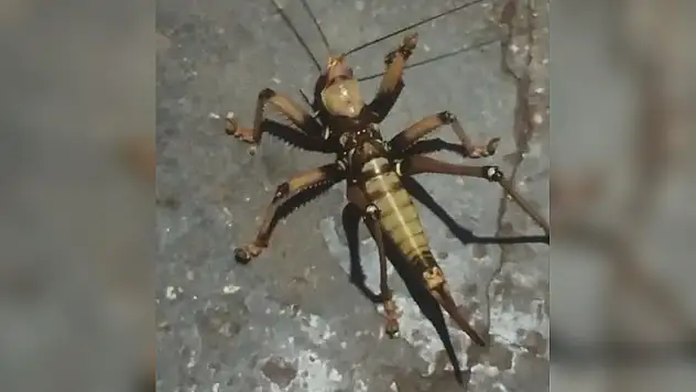 İnternette araştırdı, gerçeği öğrenince doğaya bıraktı!
