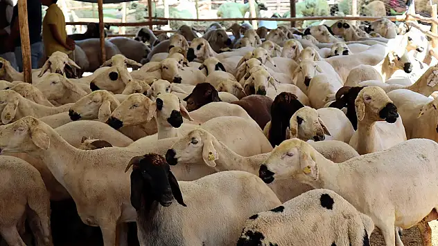 İşte kurbanlık seçimi, kesimi ve saklaması için dikkat edilmesi gerekenler